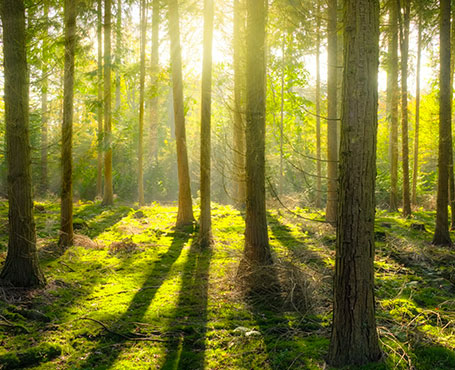 愛的天使-空氣凈化器電商平臺